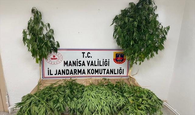 Manisa'da 148 kök Hint keneviri ele geçirildi