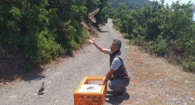 Ödemiş'te 150 kınalı keklik doğaya bırakıldı