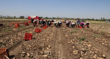 Sandıklı'da yazlık patates hasadı başladı