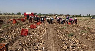 Sandıklı'da yazlık patates hasadı başladı