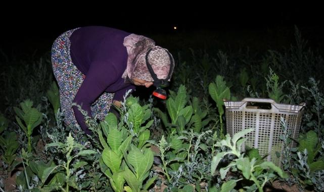 Uşak'ta bunaltıcı hava nedeniyle tütün hasadı gün batımıyla başlıyor
