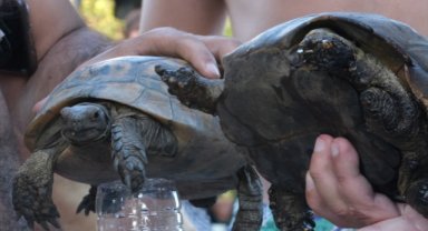 Bodrum'da makilik yangınında kurtarılan kaplumbağalar tedaviye alındı