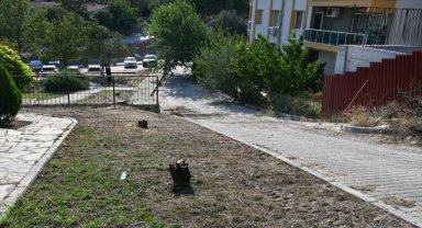Bornova'da belediye ekiplerinin ağaç kesmesine tepki