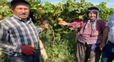 Düzensiz yağış nedeniyle Alaşehir'de üzüm bağlarını "mildiyö" sardı