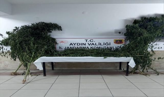 Nazilli'de Hint keneviri yetiştiren şüpheli gözaltına alındı