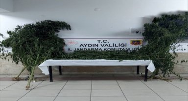 Nazilli'de Hint keneviri yetiştiren şüpheli gözaltına alındı