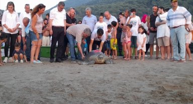 Tedavileri tamamlanan caretta carettalar denize bırakıldı