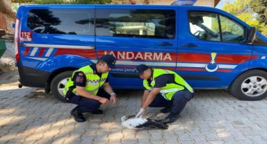 Uşak'ta yaralı bulunan leylek tedavi altına alındı