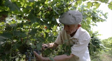91 yaşındaki Manisalı çiftçi, topraktan kopamıyor