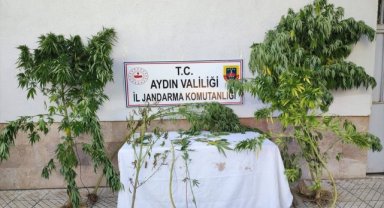 Aydın'da 4 bin 277 kök Hint keneviri ele geçirildi