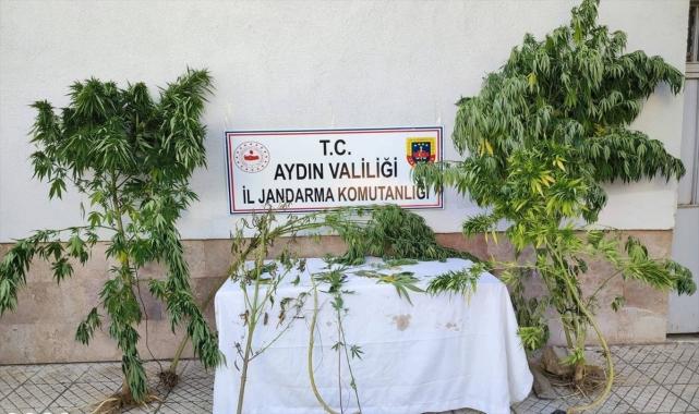 Aydın'da 4 bin 277 kök Hint keneviri ele geçirildi