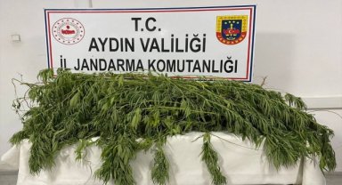 Aydın'da Hint keneviri yetiştiren 2 şüpheli yakalandı