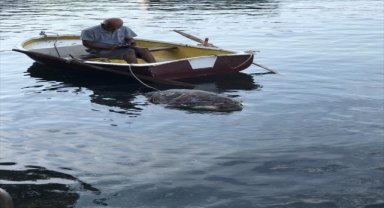 Bodrum'da ölü caretta caretta sahile vurdu
