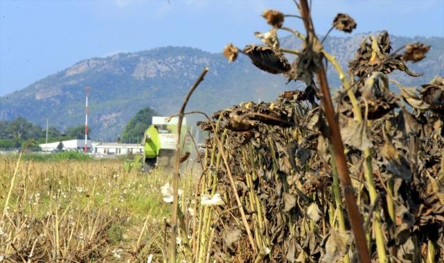 Dalaman TİGEM işletmesinde ayçiçeği hasadı yapılıyor