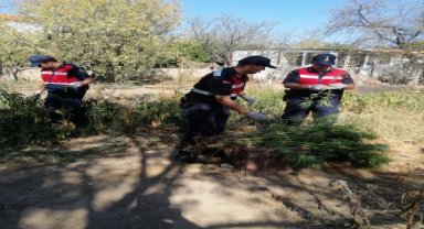 Datça'da evinin bahçesinde kenevir yetiştiren kişi yakalandı