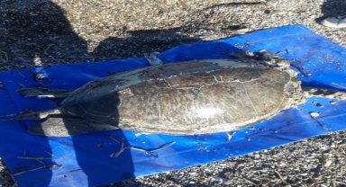Datça'da ölü caretta caretta sahile vurdu
