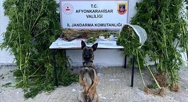 Afyonkarahisar'da kenevir operasyonu