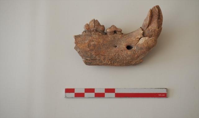Apemeia Antik Kenti'nde büyük bir kedi türüne ait çene kemiği parçası bulundu