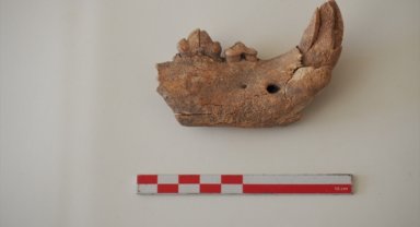 Apemeia Antik Kenti'nde büyük bir kedi türüne ait çene kemiği parçası bulundu