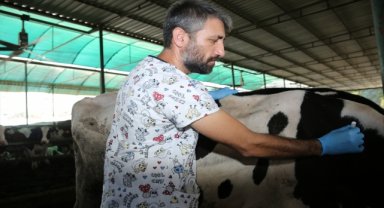 Aydın'daki teknokentte, ishal kaynaklı buzağı ölümlerine karşı aşı geliştirildi
