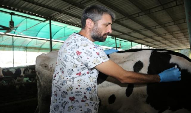 Aydın'daki teknokentte, ishal kaynaklı buzağı ölümlerine karşı aşı geliştirildi