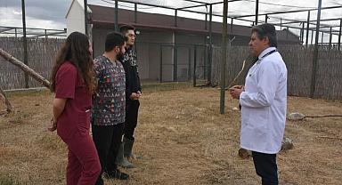 Gönüllü veteriner fakültesi öğrencileri yaban hayvanlarının iyileşmesi için çabalıyor