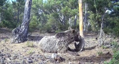 Kütahya'da boz ayının kaşınma keyfi fotokapanlarla görüntülendi