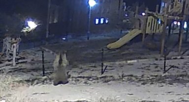 Kütahya'da çocuk parkına giren ayı görüntülendi