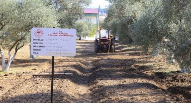 Muğla'da kültür bahçelerinde salep yetiştiren üreticiler talebe yetişemiyor