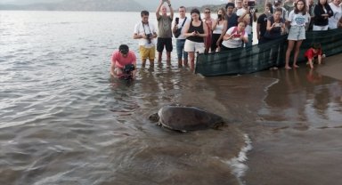 Muğla'da tedavileri tamamlanan 10 deniz kaplumbağası denizle buluştu