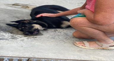 Bodrum'da 3 köpeğin zehirlenerek öldürüldüğü iddiası