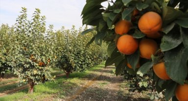 Denizli'den kurutulmuş cennet hurması ihracatı artışta