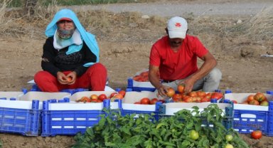 Muğla Datça'da güz domatesi hasadına başlandı