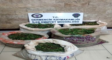 Aydın'da otomobilinde salep soğanıyla yakalanan kişiye 244 bin lira ceza kesildi