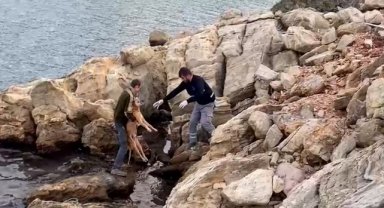 Bodrum'da denize düşen köpek kurtarıldı