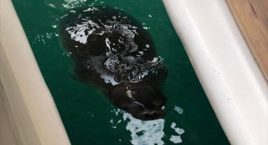 Datça'da marinada Akdeniz foku görüldü