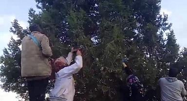 Hocalar'da ardıç ağaçların tohumları kazanca dönüşüyor