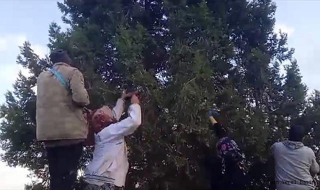 Hocalar'da ardıç ağaçların tohumları kazanca dönüşüyor