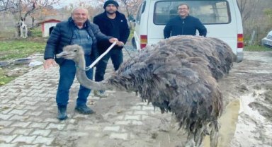 Kütahya'da sahibinden kaçan deve kuşu kara yoluna girdi