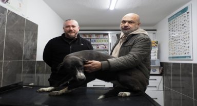 Sultanhisar'da sahipsiz köpek sorununu çözmek için kısırlaştırma çabaları