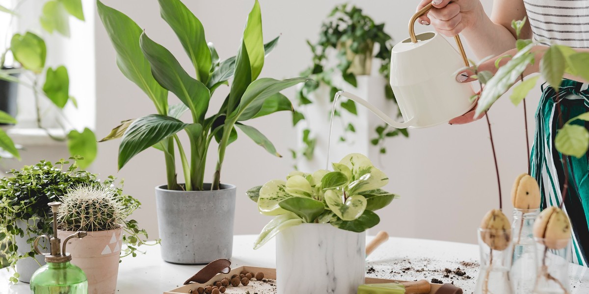 ev bitkilerine iyi gelen doğal yöntemler