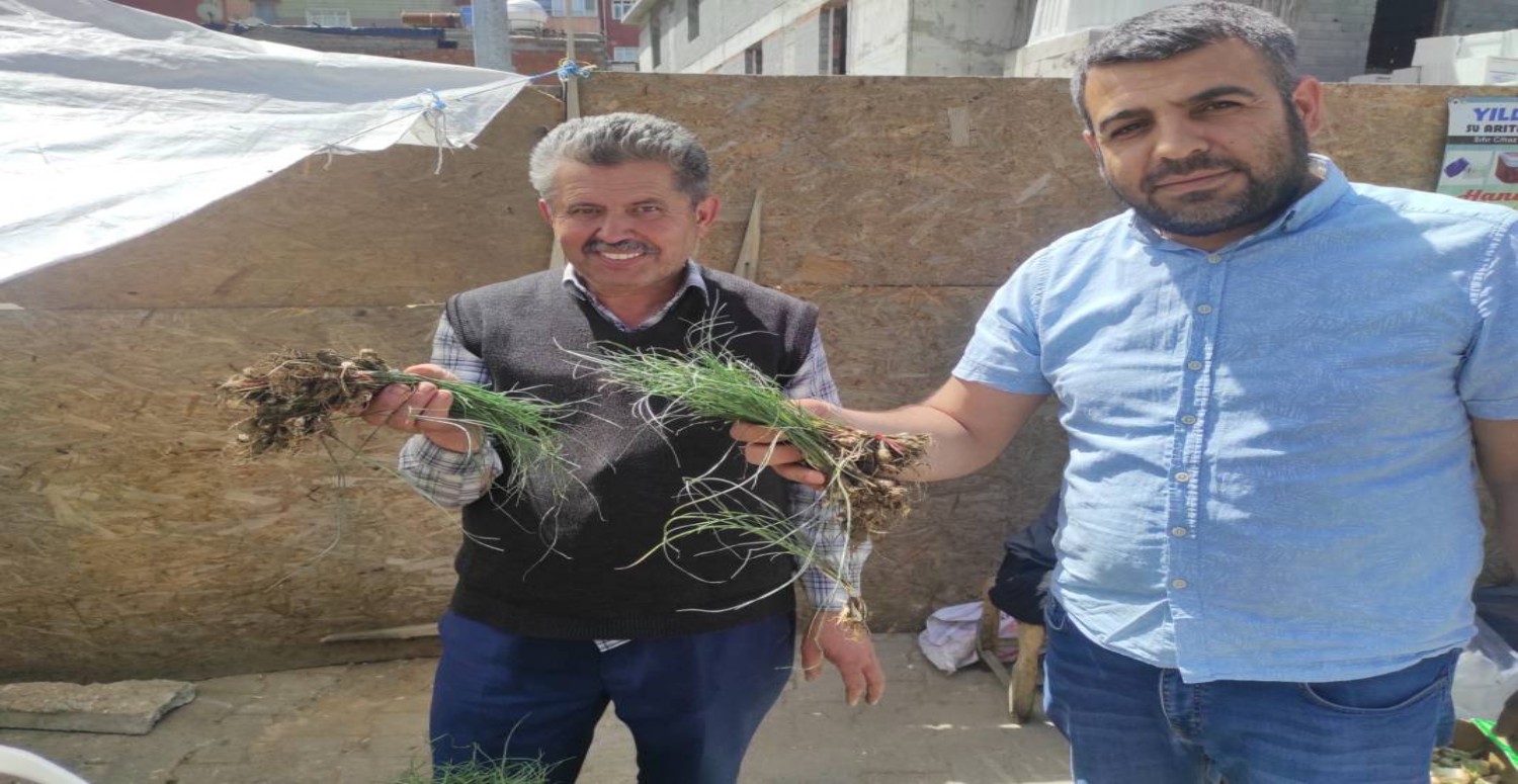 İşsizlere gelir kapısı oluyor! Dağdan toplayıp kilosunu 5000 TL'ye satıyorlar!