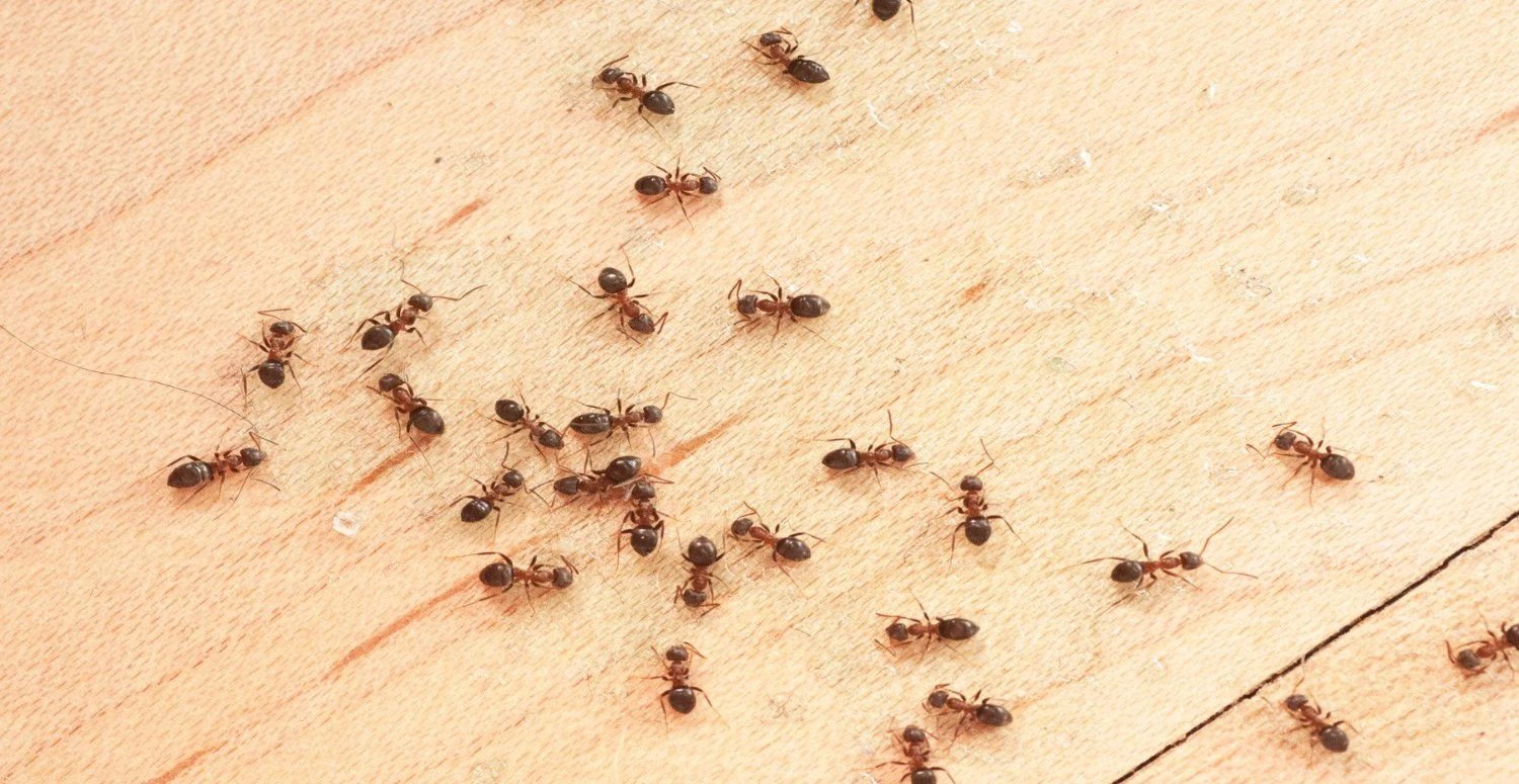 karıncalardan kurtulma yöntemleri