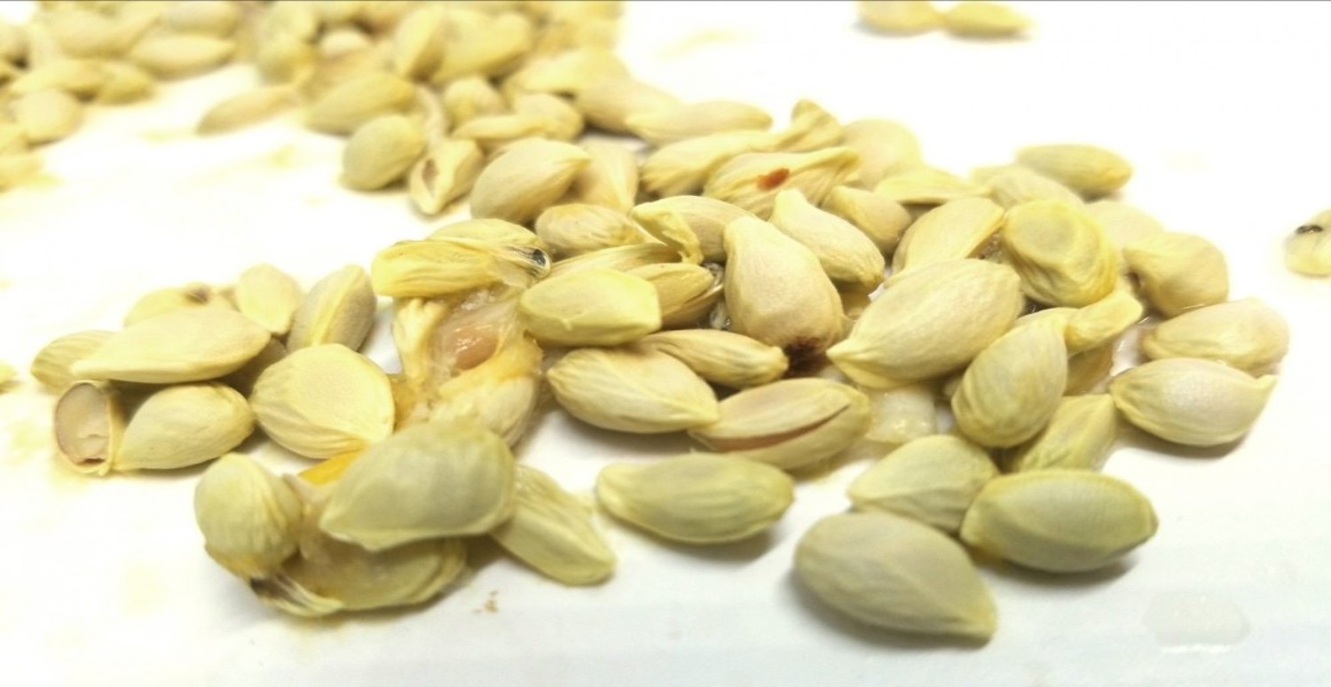 Limon Çekirdeği Faydaları