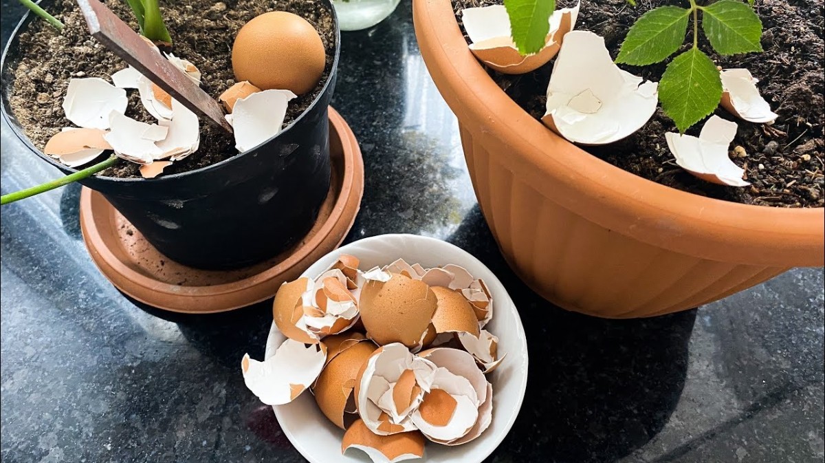 Yumurta suyu ile çiçek bakımı
