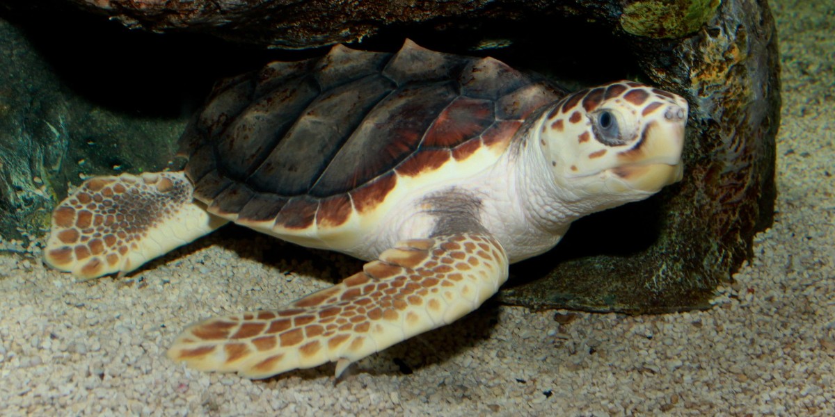 caretta caretta yavrulama dönemi başladı
