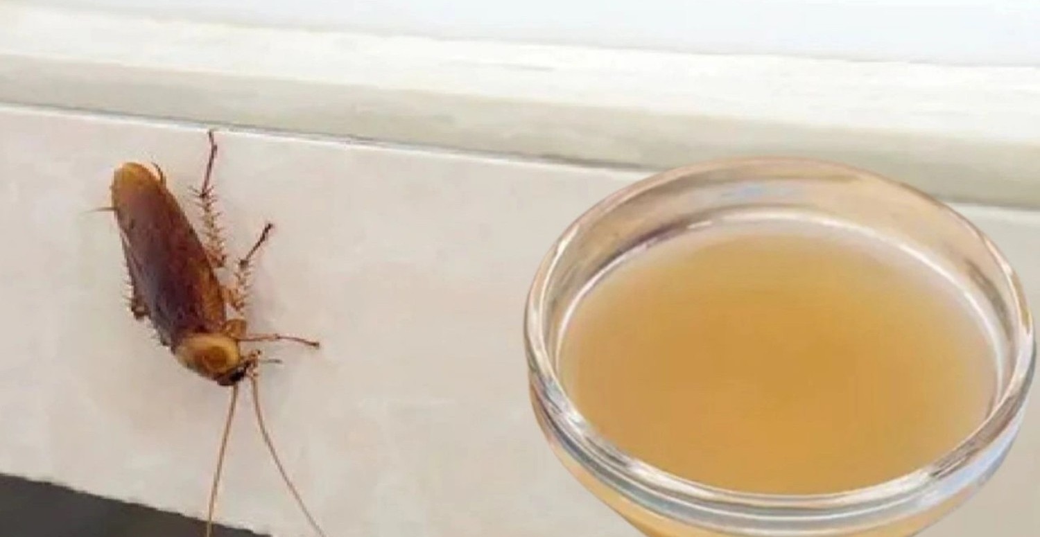Hamam böcekleri bir daha evinize uğramayacak! Bu yöntemi bilmeyen çok şey kaybeder