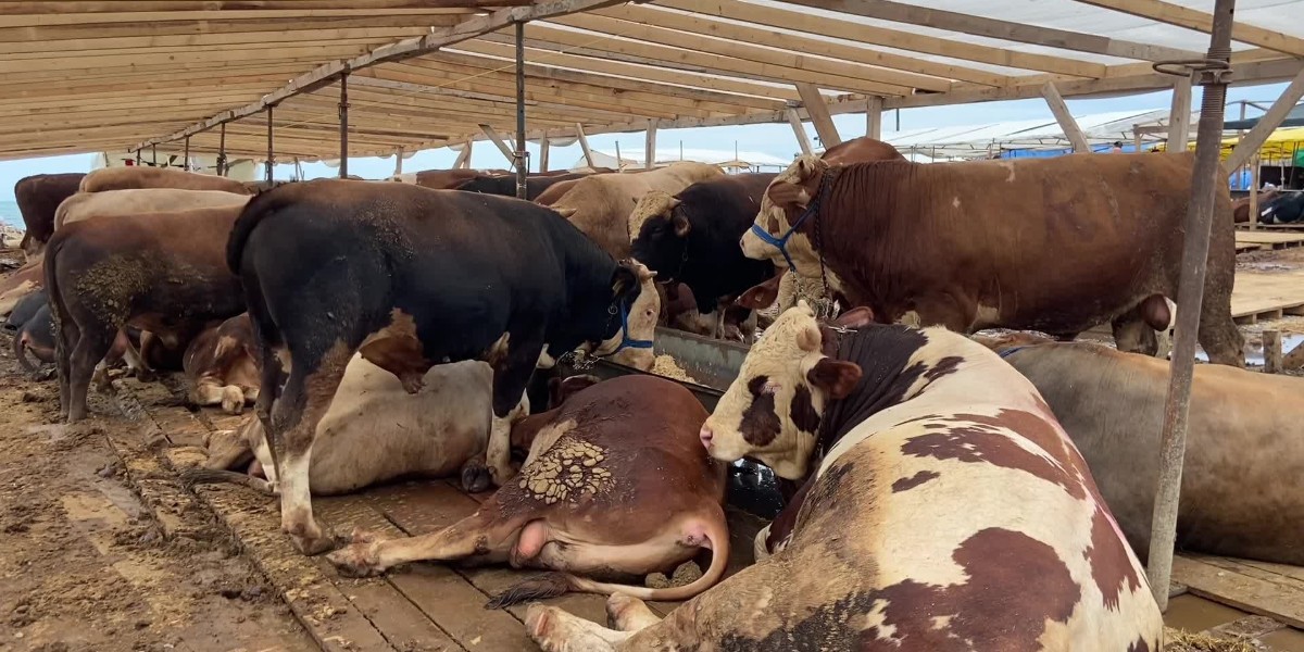 kurban bayramı ile ilgili yeni kararlar