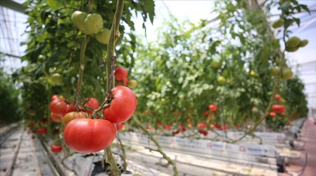Afyon'un bir köyünde jeotermal sera merkezi