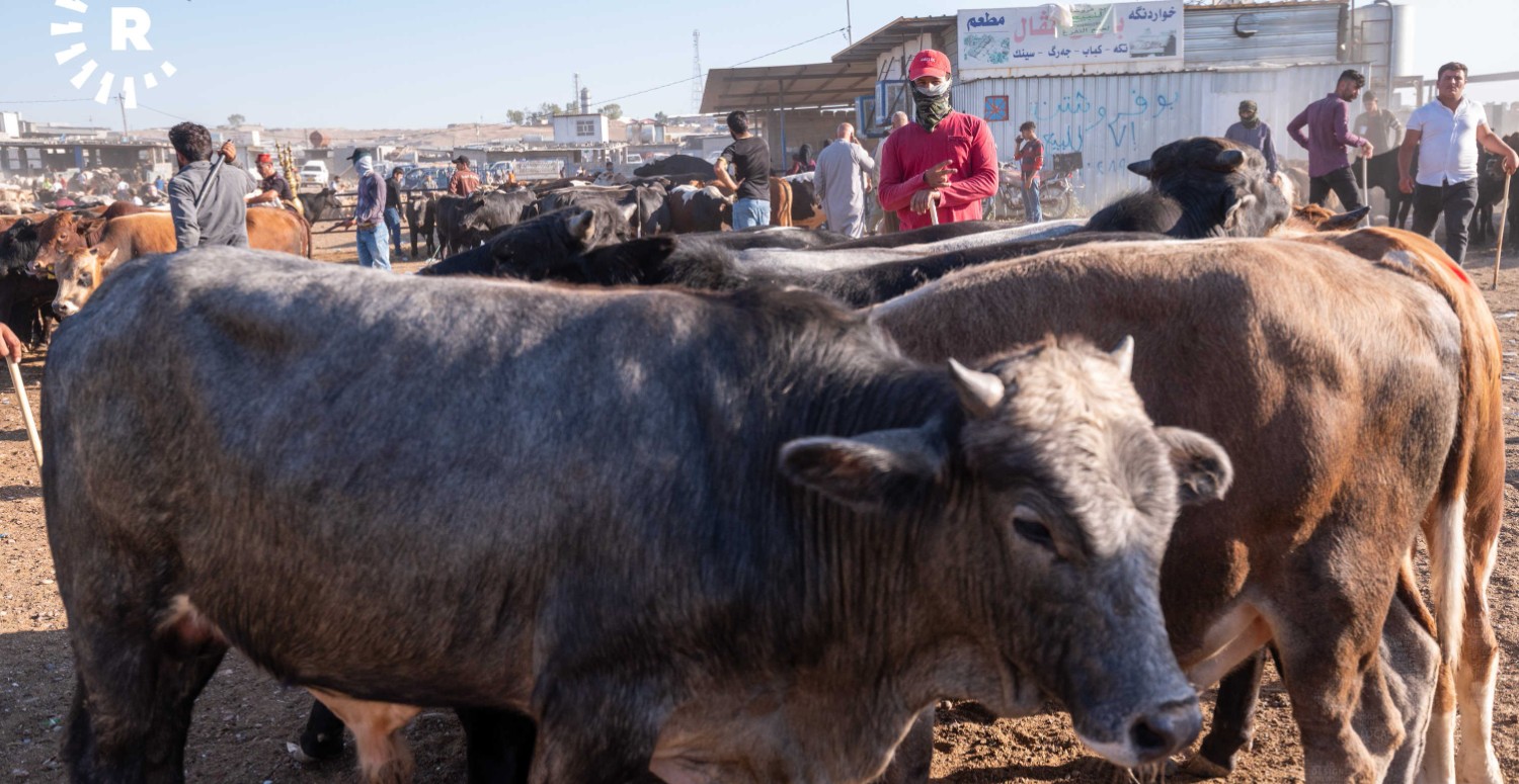 Bolvadin'de hayvan pazarı bayram için hazırlandı